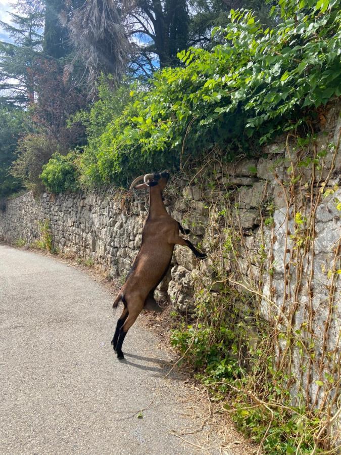 La Frigoule, Un Gite Au Coeur Du Parc Des Cevennes Generargues Exterior foto