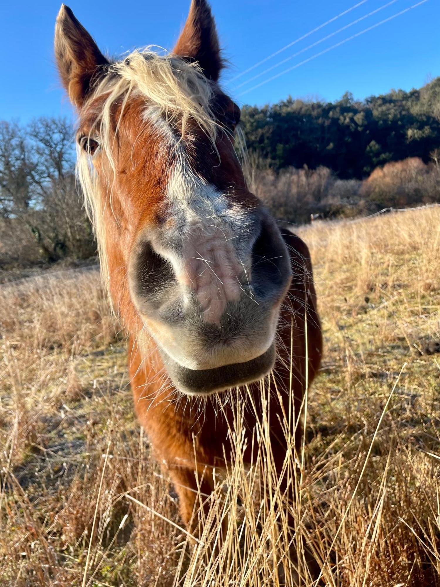 La Frigoule, Un Gite Au Coeur Du Parc Des Cevennes Generargues Exterior foto